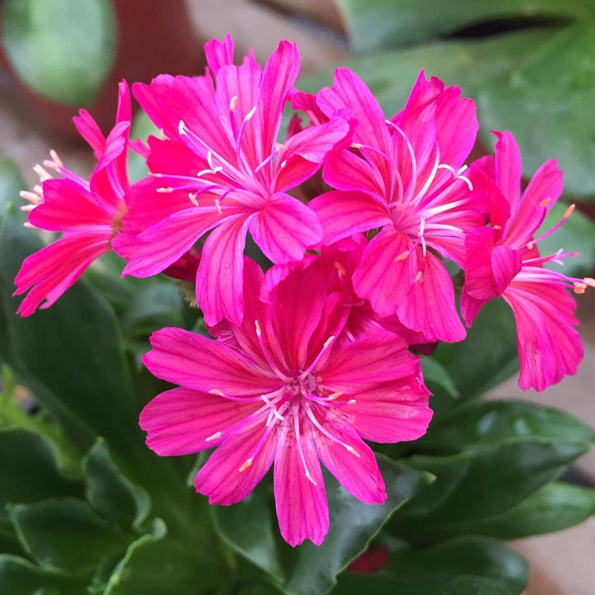 Promesse de Fleurs - Lewisia cotyledon Elise Ruby Red  Mini-motte Ø 1,5/2,5 cm (par 3)