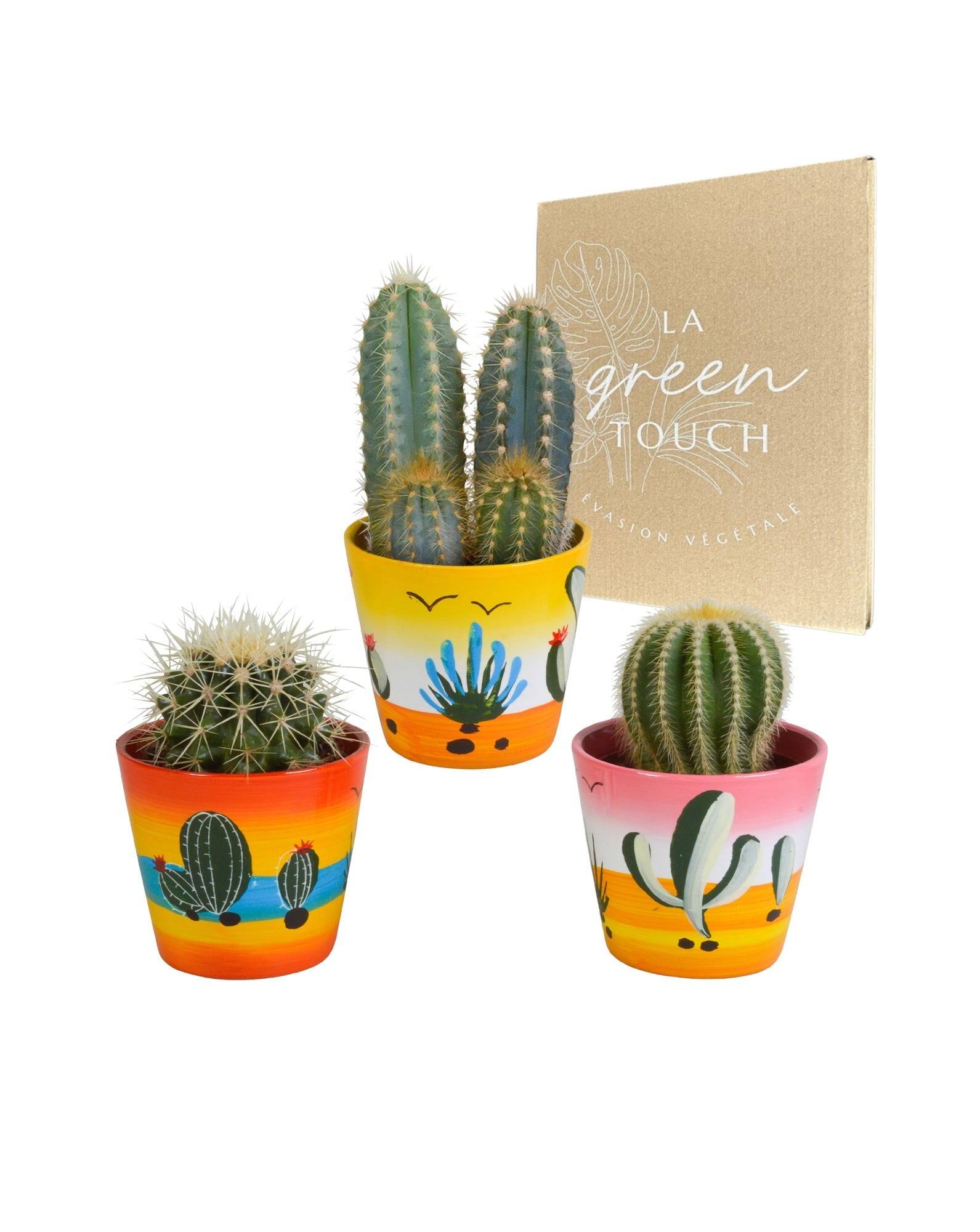 La Green Touch - Trio de Cactus h18cm- La Green Touch - Imagen 1