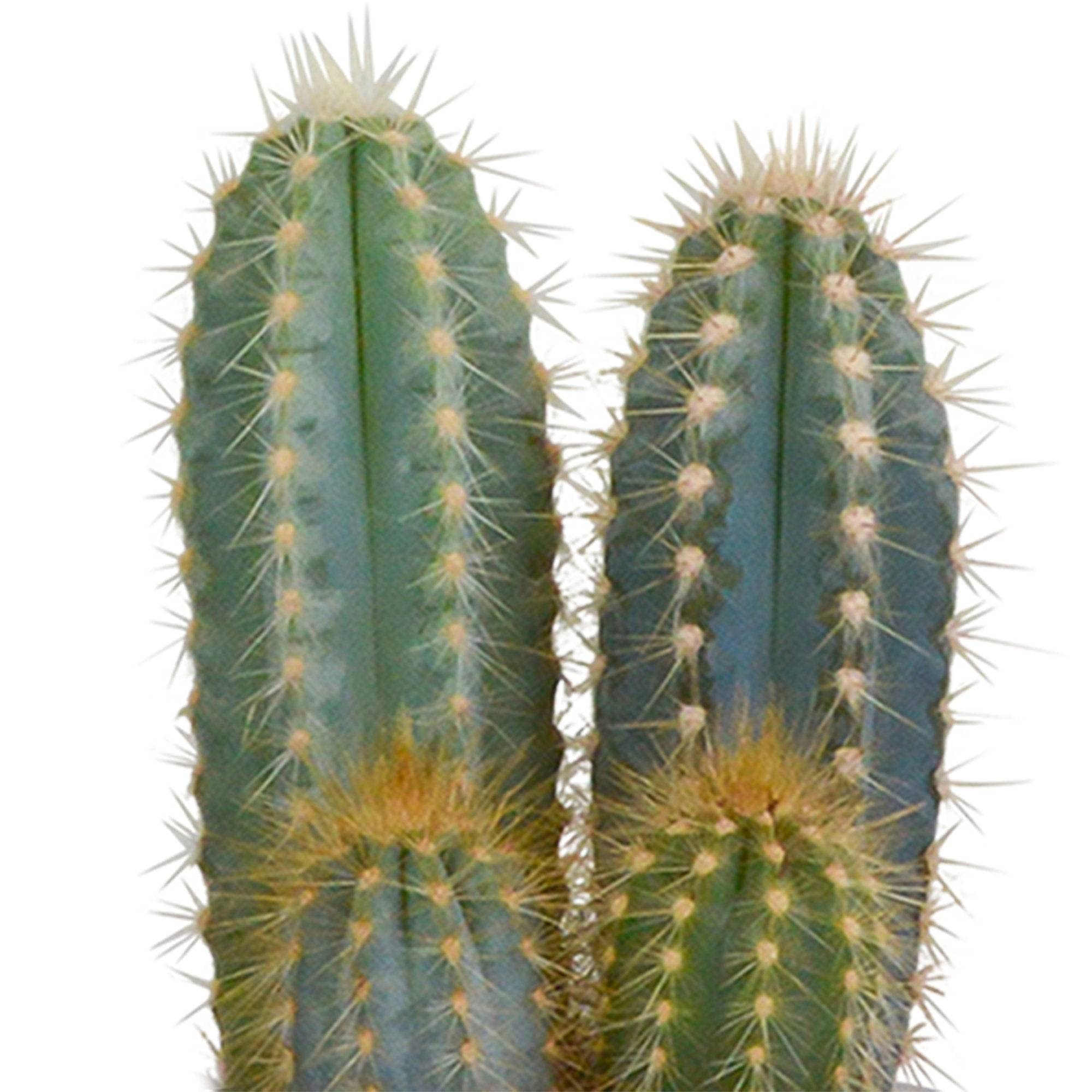 La Green Touch - Trio de Cactus h18cm- La Green Touch - Imagen 3