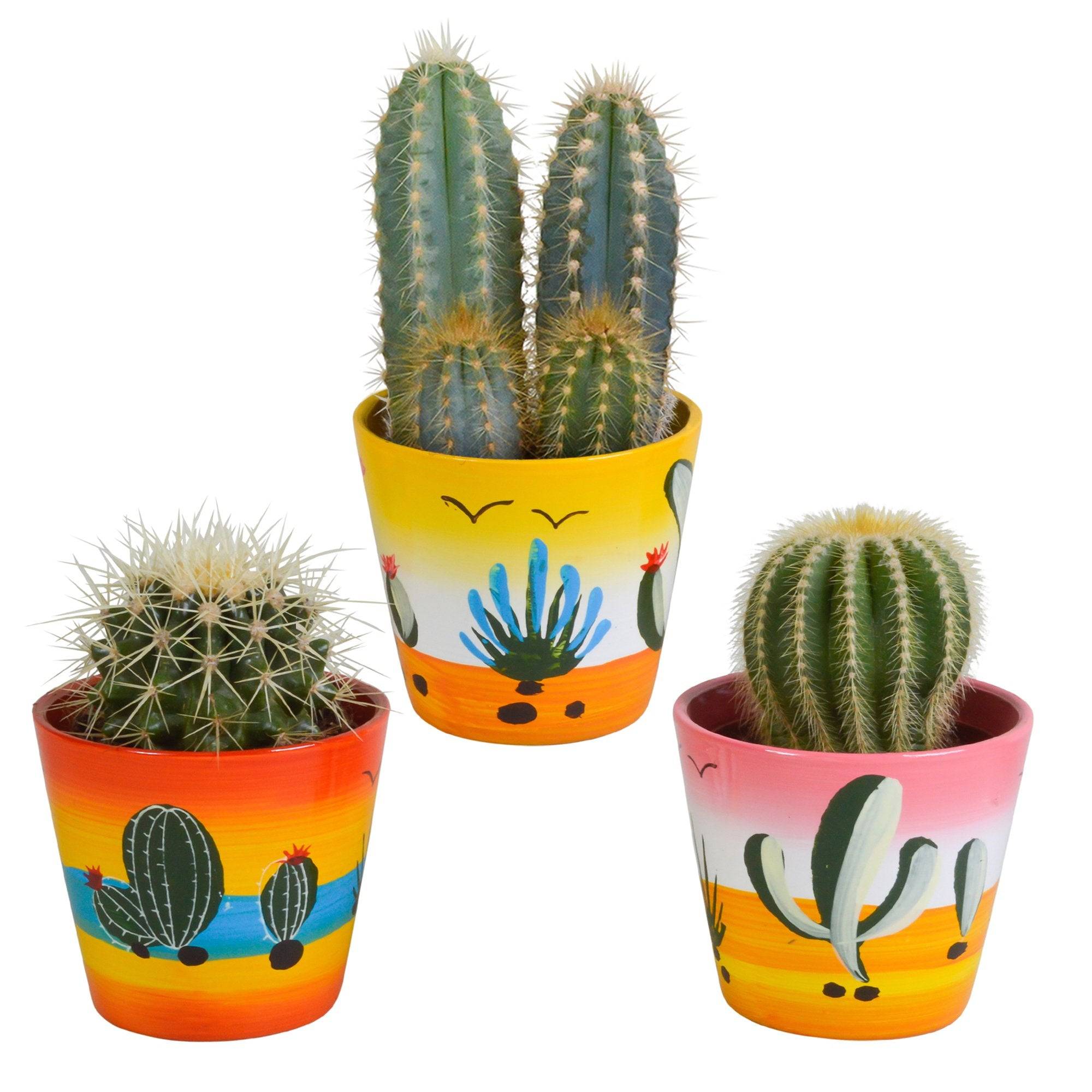 La Green Touch - Trio de Cactus h18cm- La Green Touch - Imagen 2