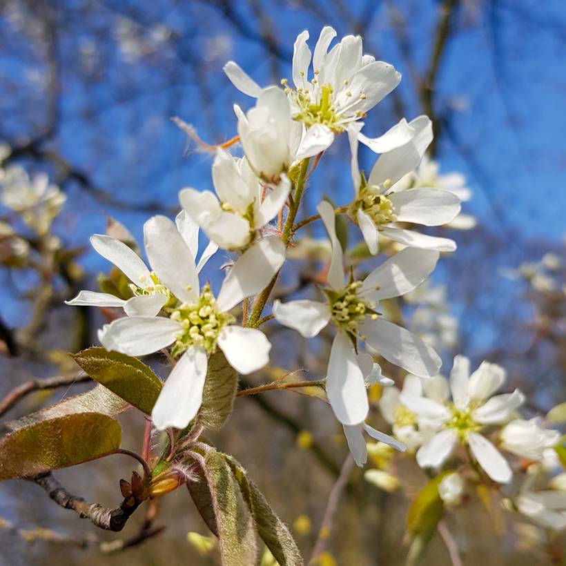 Amelanchier lamarckii - Amélanchier de Lamarck Pot de 3L/4L