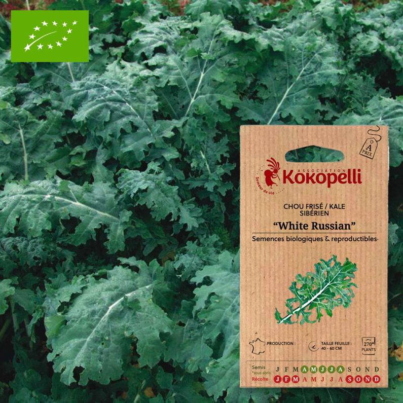 Association Kokopelli - Chou Kale White Russian- Graines bio à semer