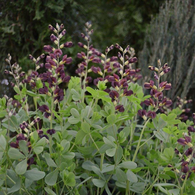 Promesse de Fleurs - Baptisia Dutch Chocolate - Lupin indigo pourpre brunâtre Godet de 8/9 cm