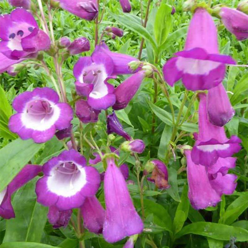 Penstemon Purple Passion - Galane Godet de 8/9 cm