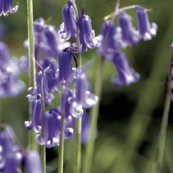 Promesse de Fleurs - Jacinthe des Bois - Scille Nutans Bulbe calibre 7+ (par 10)