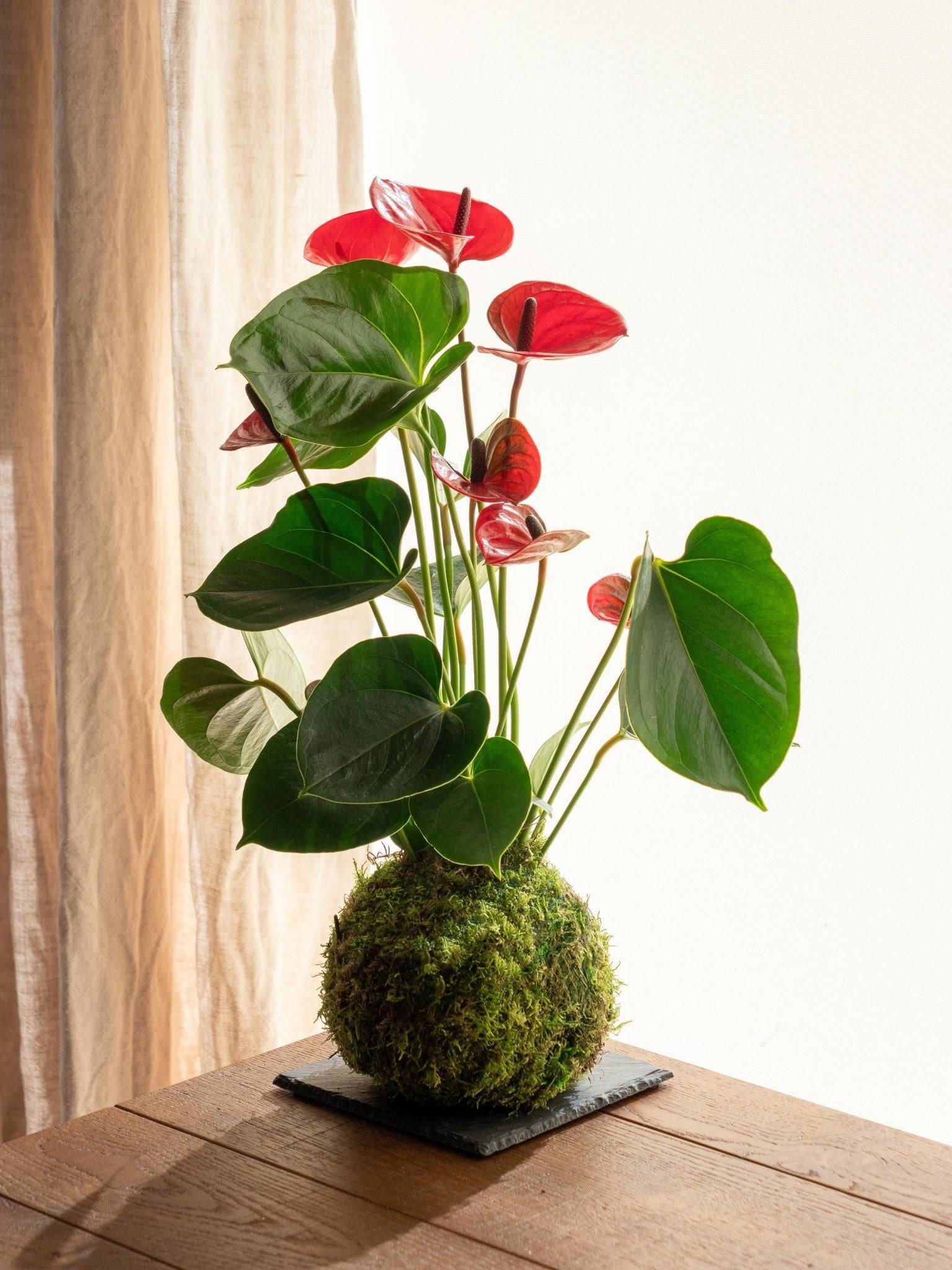 Kokedama - Anthurium- La Green Touch