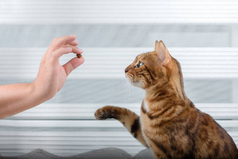 Marly & Dan - Friandises Sans Céréales "Mobilité" pour Chat - Imagen 2