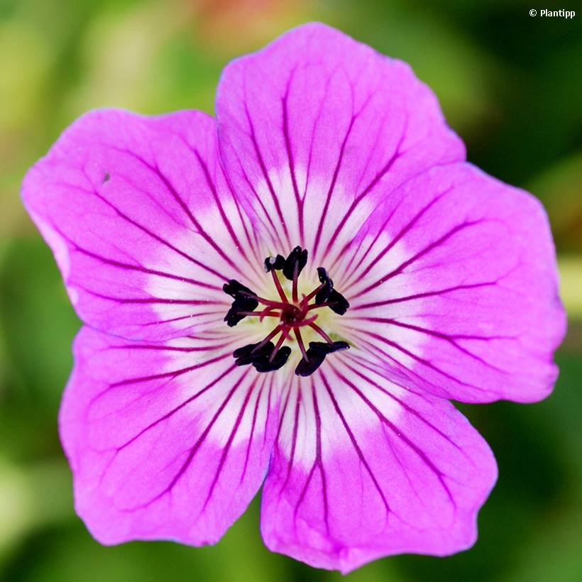 Promesse de Fleurs - Géranium vivace Kelly-Anne Pot de 1L/1,5L