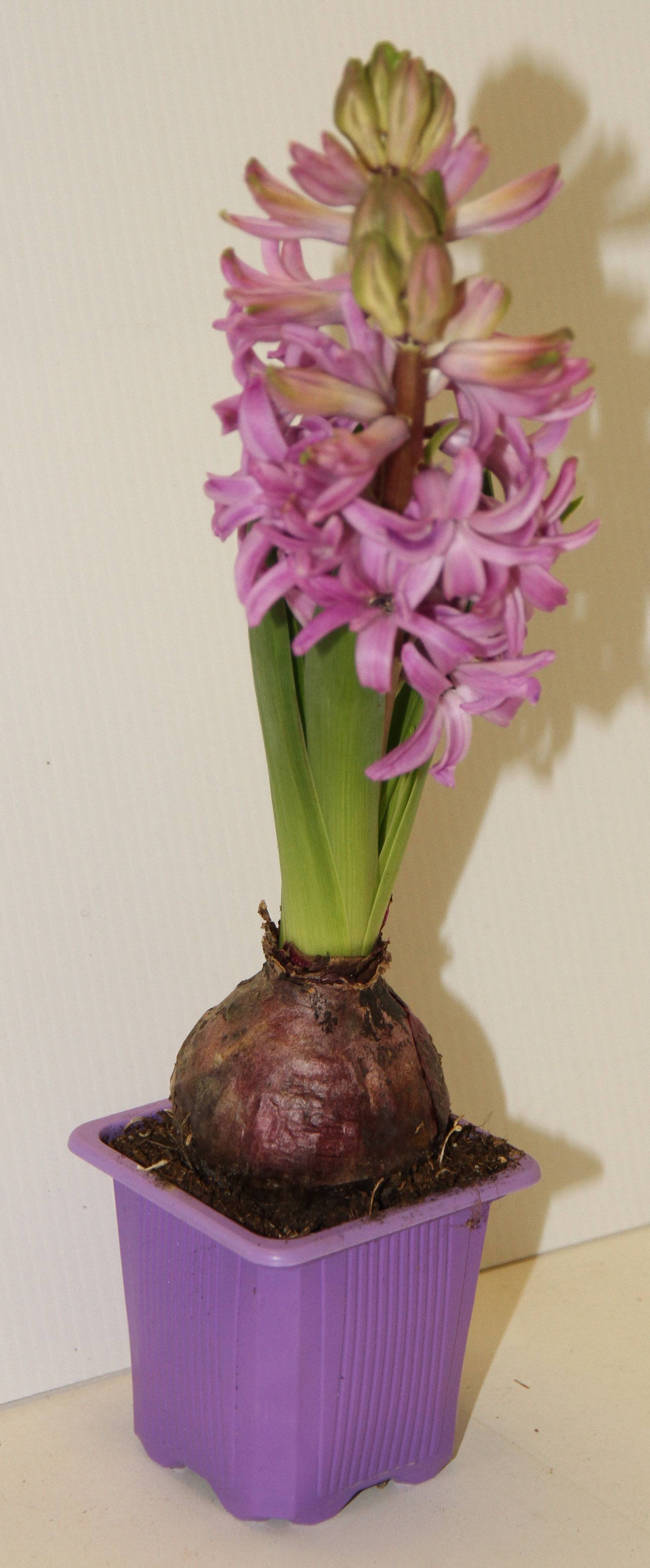 Horti-Flandre - Jacinthe pourpre godet 7 cm - Imagen 3