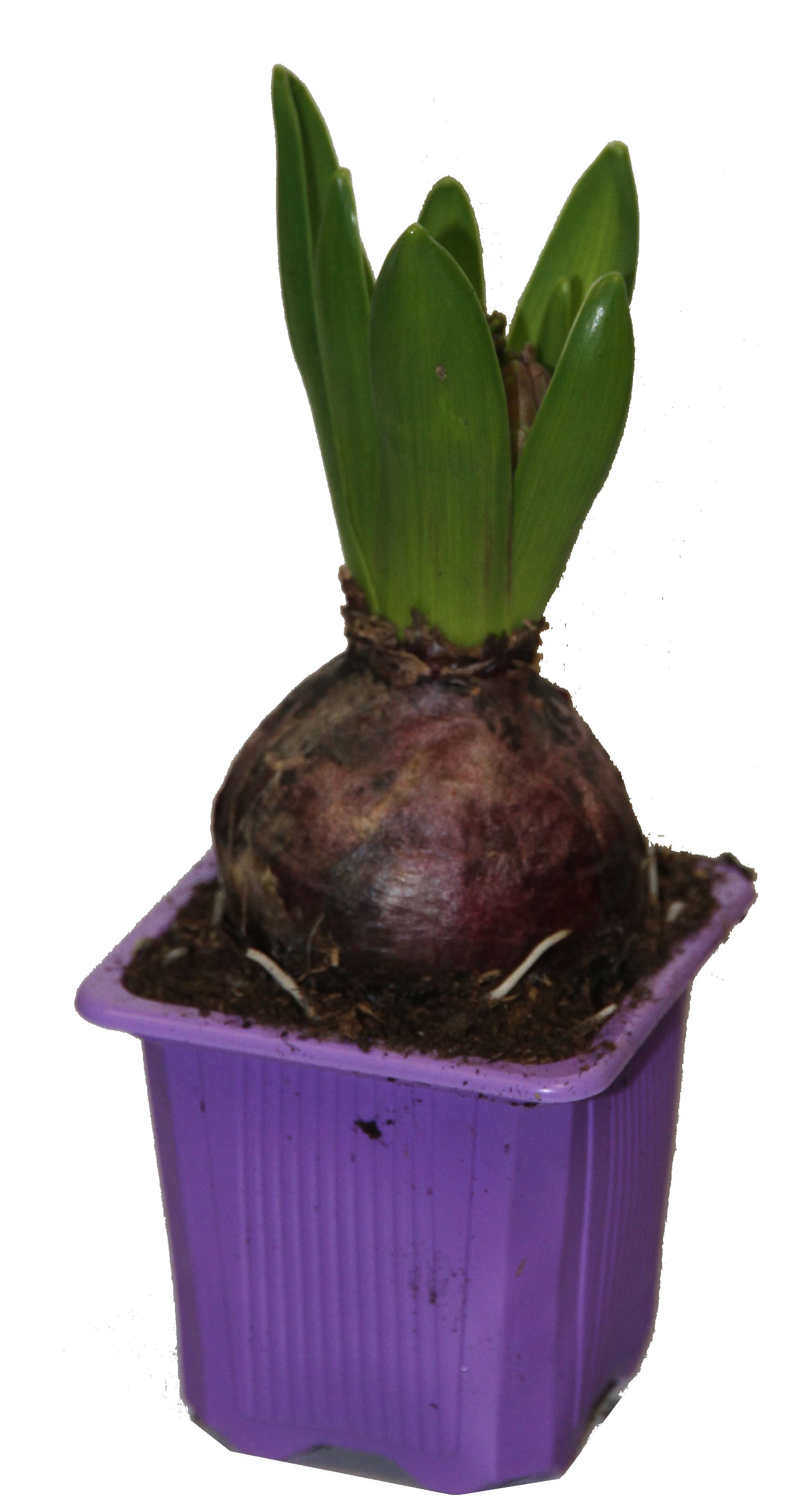 Horti-Flandre - Jacinthe pourpre godet 7 cm - Imagen 2