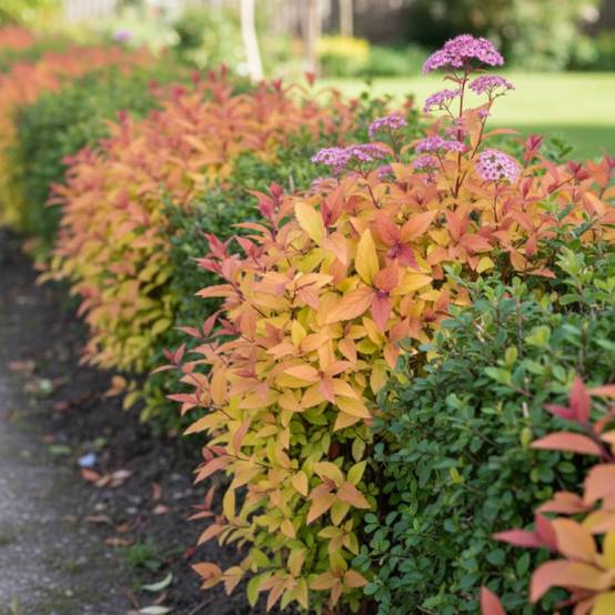 Spirée du Japon Firelight, Spiraea à fleurs Rose - feuillage Caduc - Pot de 1,5L - 10/20 cm- hauteur à maturité De 0,50 m à 1,00 m - Image 5