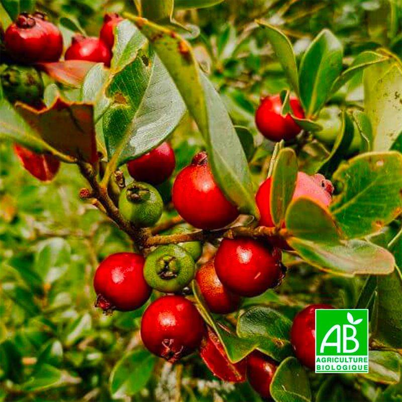 Goyavier de Chine BIO (Psidium cattleianum) - Godet 9cm - Pépinières Naudet - Imagen 1