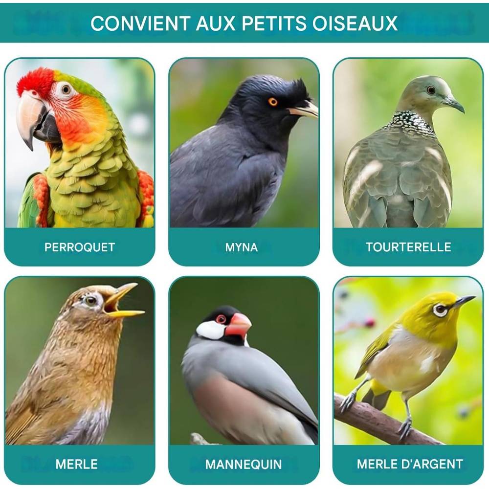 Lot Quatre Mangeoires En Os De Seiche Pour Oiseaux - Lytech - Image 4