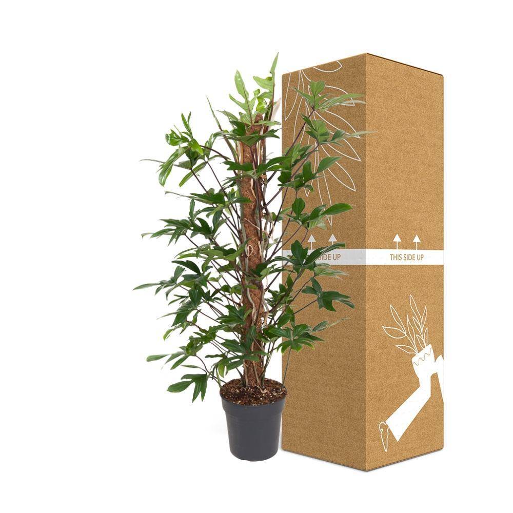 Philodendron Pedatum 120cm - Plante d'intérieur- La Green Touch - Imagen 4