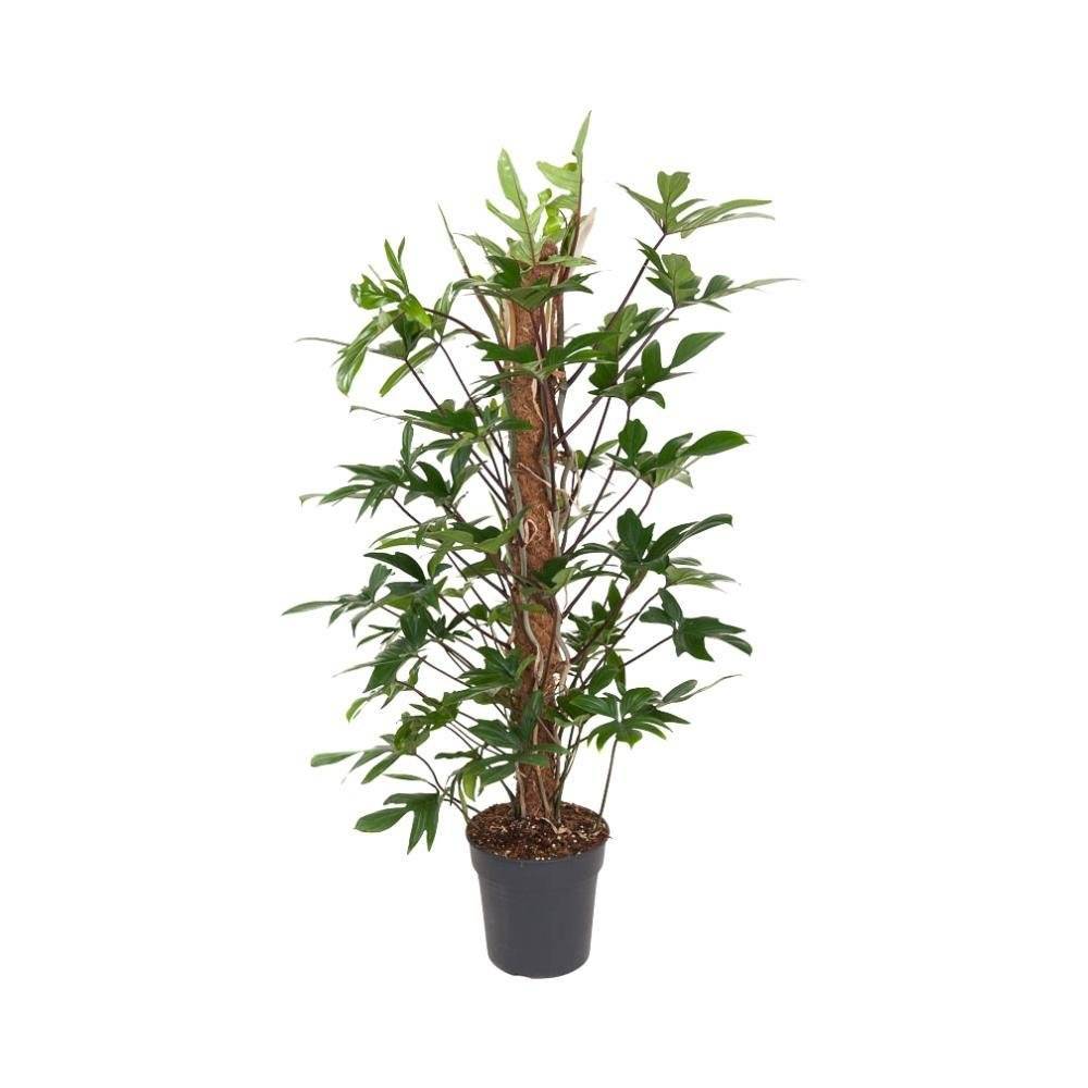 Philodendron Pedatum 120cm - Plante d'intérieur- La Green Touch - Imagen 2