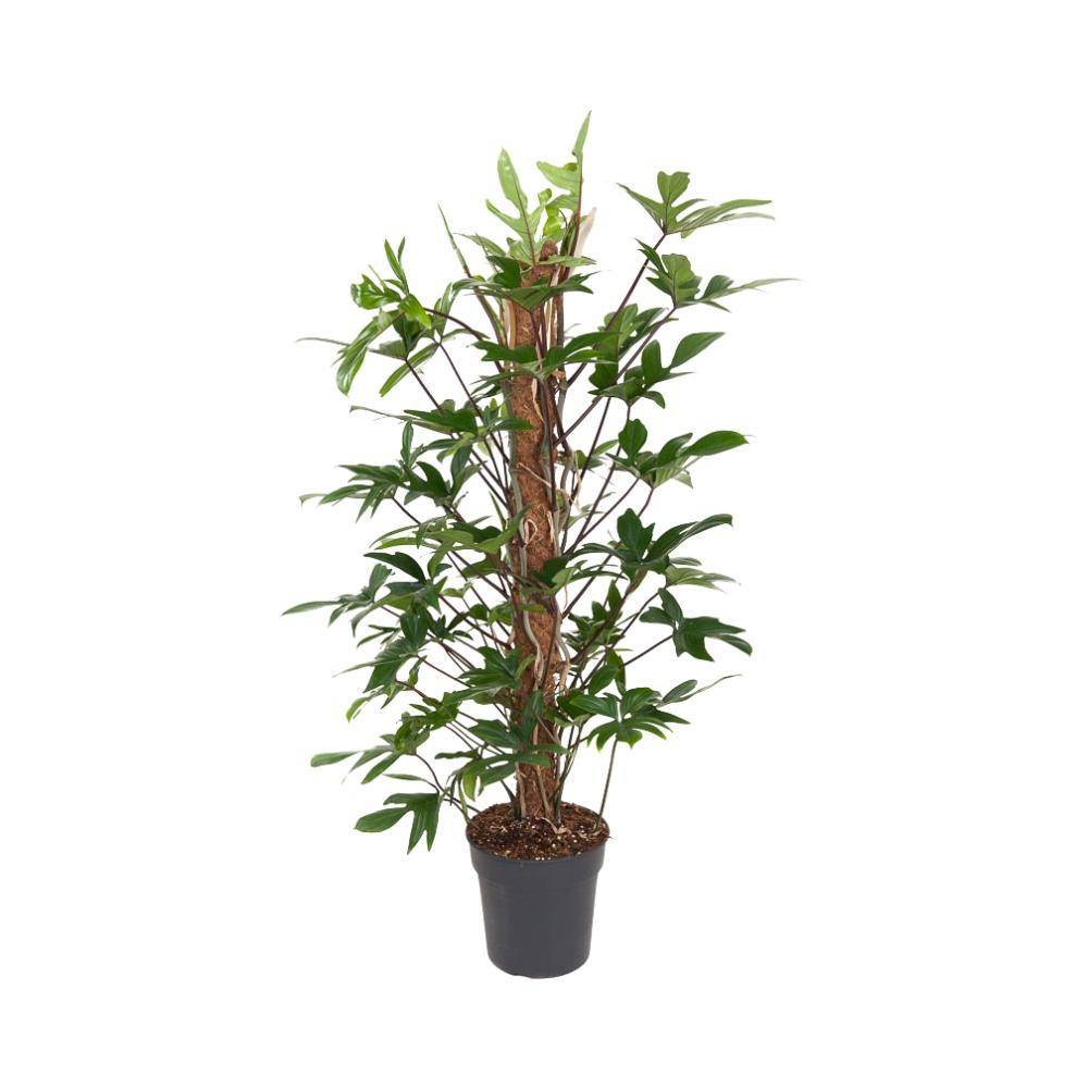 Philodendron Pedatum 120cm - Plante d'intérieur- La Green Touch - Imagen 1