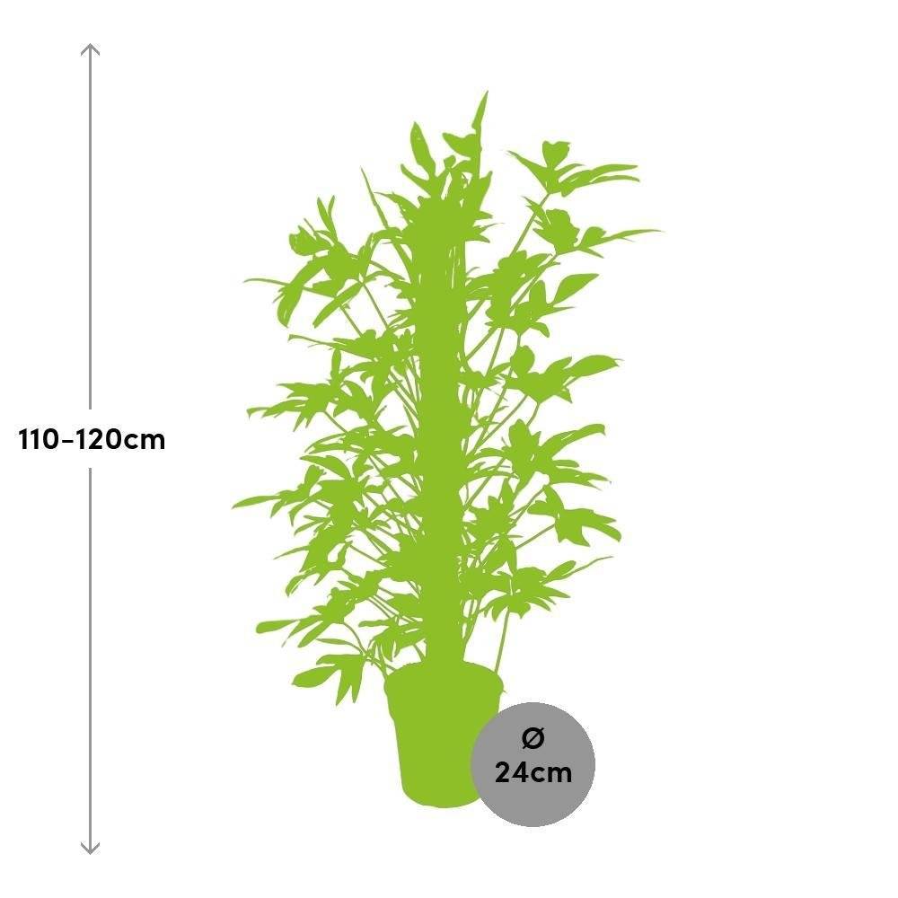 Philodendron Pedatum 120cm - Plante d'intérieur- La Green Touch - Imagen 3