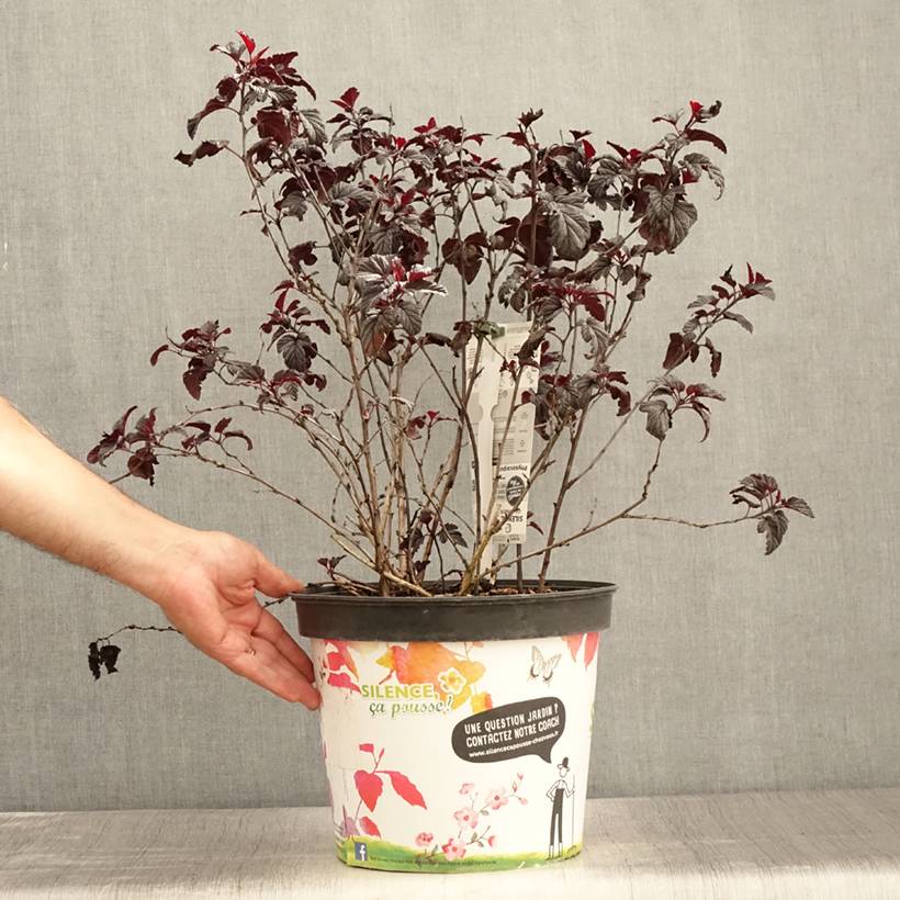 Physocarpus opulifolius Black Light - Physocarpe Pot de 7,5L/10L - Image 2