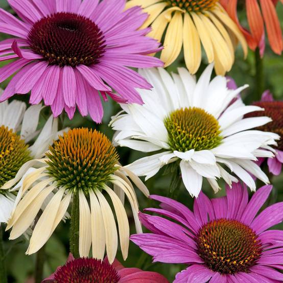 Graines d'Echinacea Paradiso Tall en mélange. - Rudbeckia pourpre le sachet de 20 graines environ