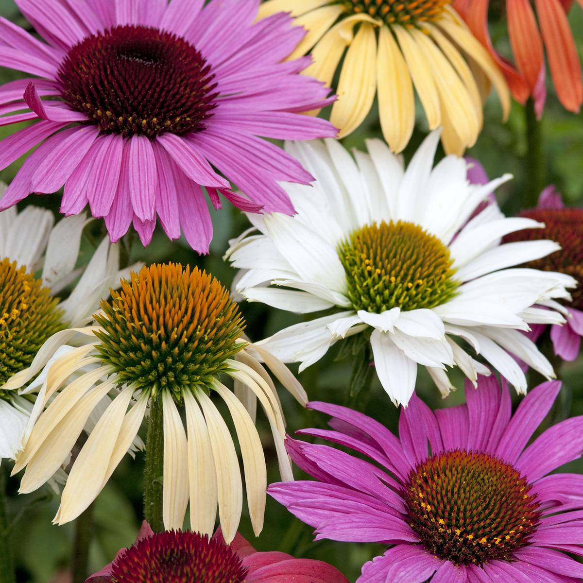 Graines d'Echinacea Paradiso Tall en mélange. - Rudbeckia pourpre le sachet de 20 graines environ