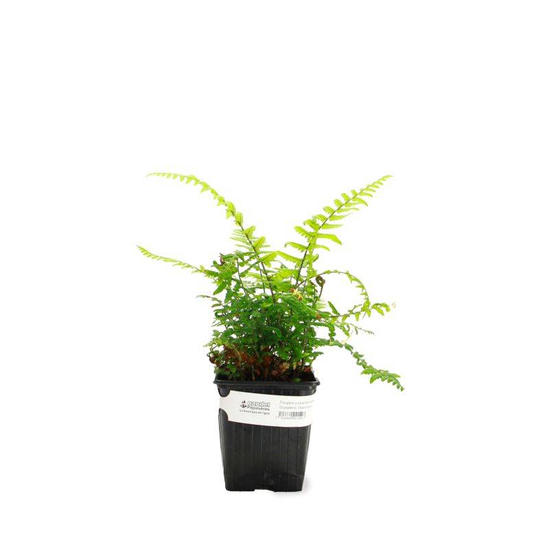 3 Dryopteris 'Wallichiana' (Dryopteris) - Lot de 3 vivaces - Pépinières Naudet - Imagen 2