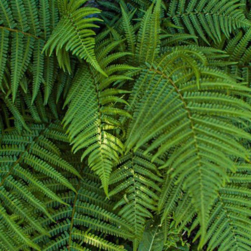 3 Dryopteris 'Wallichiana' (Dryopteris) - Lot de 3 vivaces - Pépinières Naudet - Imagen 1