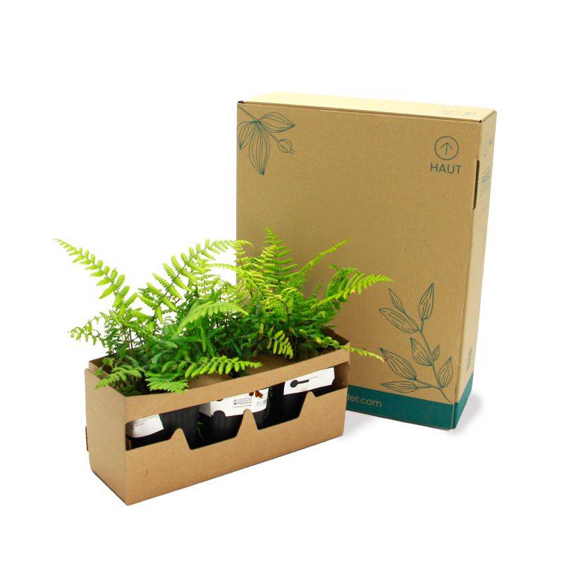 3 Dryopteris 'Wallichiana' (Dryopteris) - Lot de 3 vivaces - Pépinières Naudet - Imagen 5