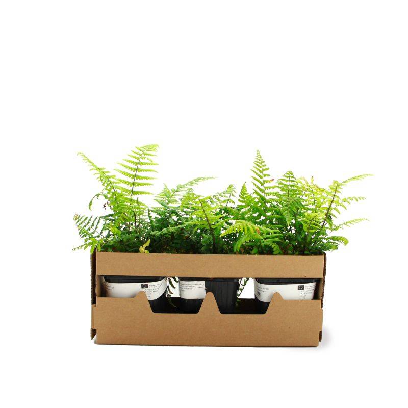 3 Dryopteris 'Wallichiana' (Dryopteris) - Lot de 3 vivaces - Pépinières Naudet - Imagen 4