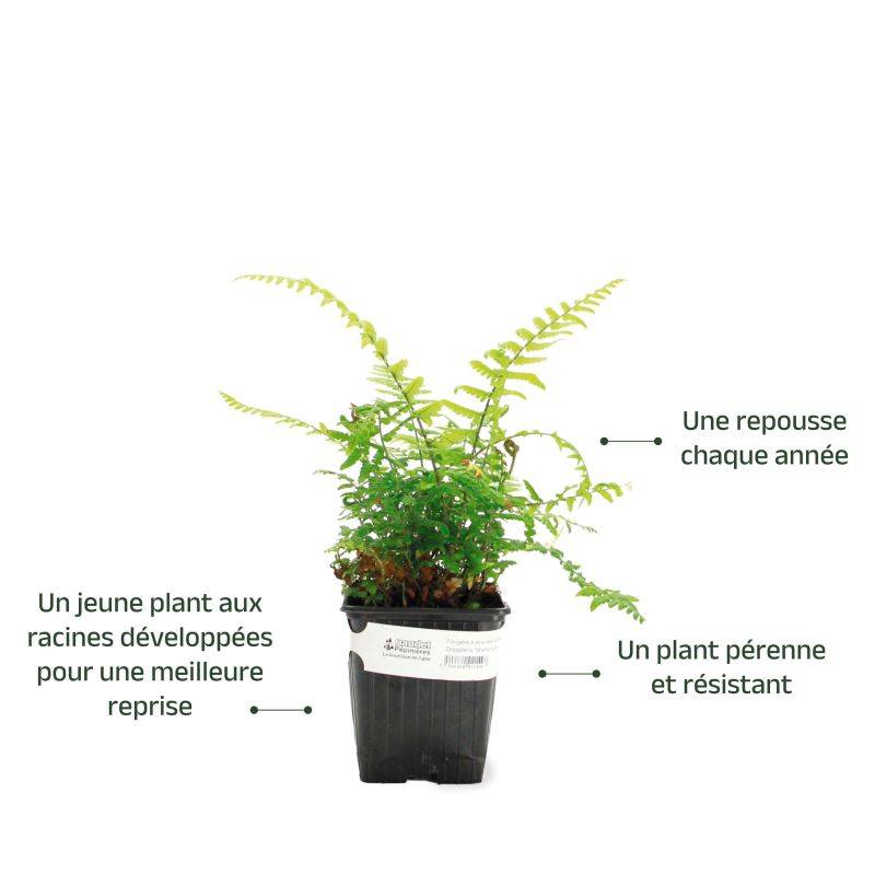 3 Dryopteris 'Wallichiana' (Dryopteris) - Lot de 3 vivaces - Pépinières Naudet - Imagen 3