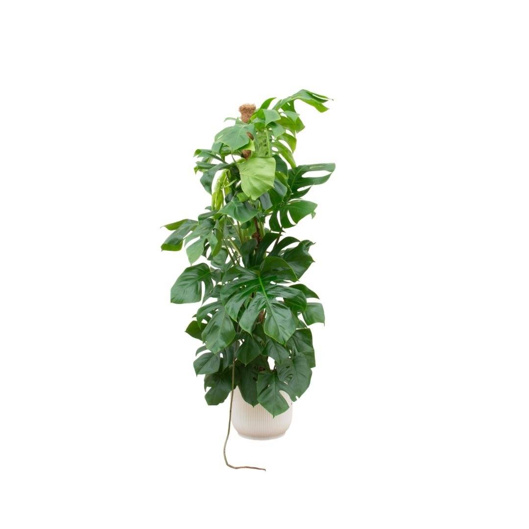 Monstera Pertusum 150cm et son pot- La Green Touch Blanc 30cm - Hauteur 150cm