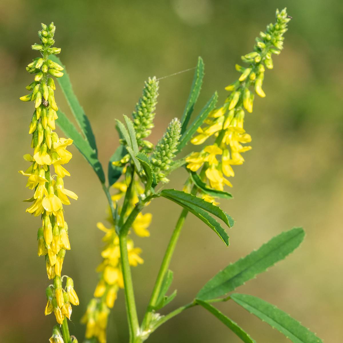 Graines de Mélilot jaune - Melilotus officinalis Pour 100 m² (le sachet de 200g)