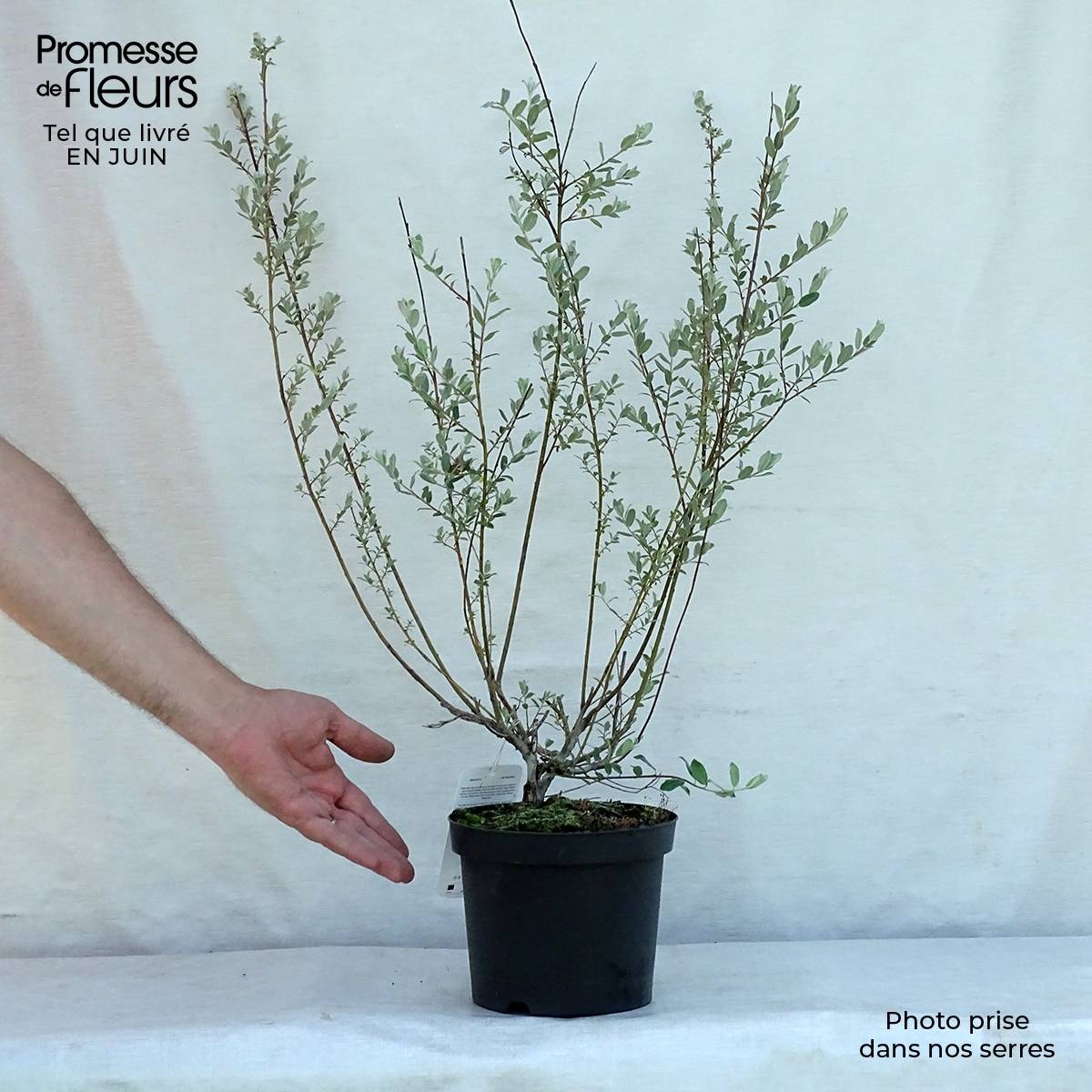 Salix repens - Saule rampant Pot de 2L/3L - Image 2