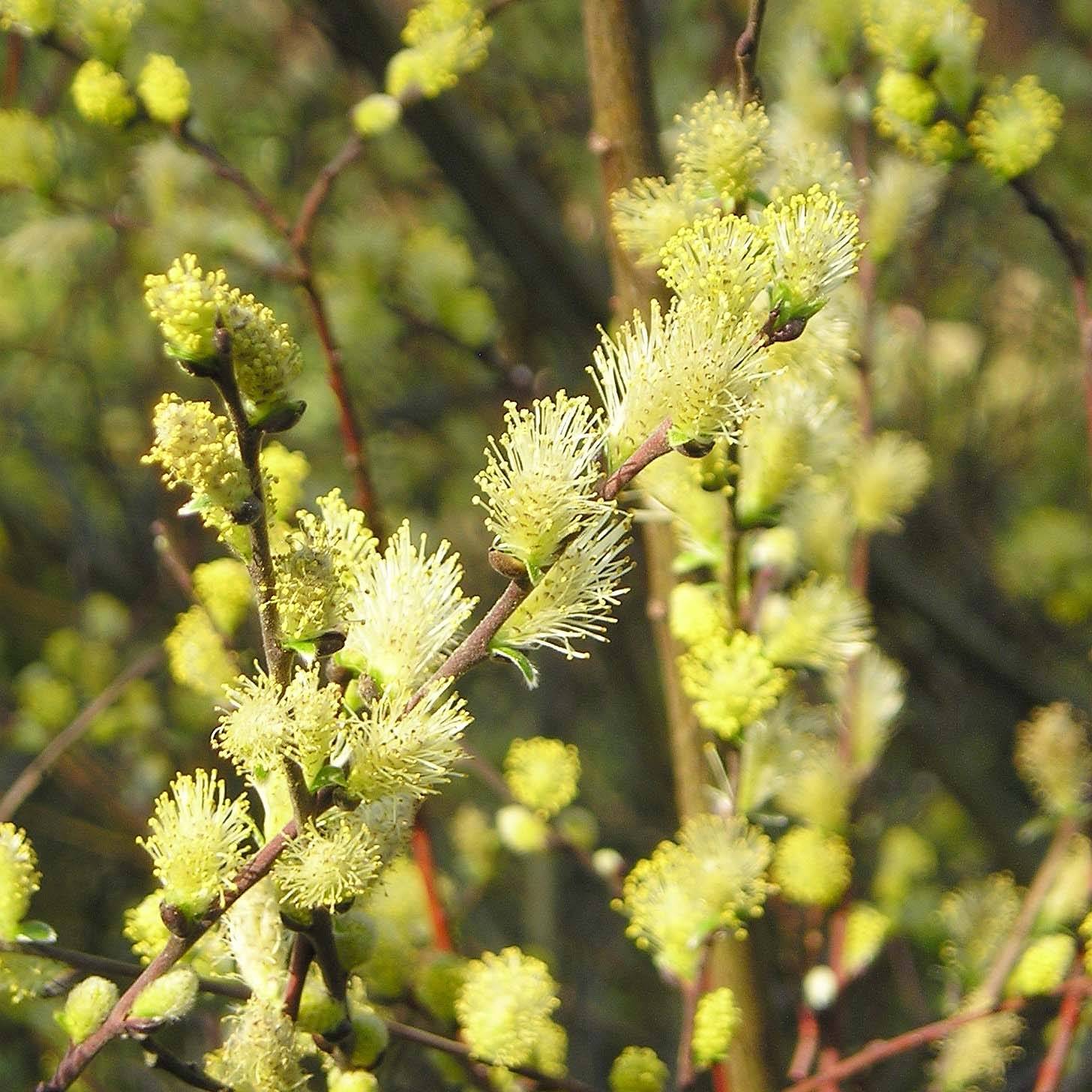 Salix repens - Saule rampant Pot de 2L/3L - Image 1