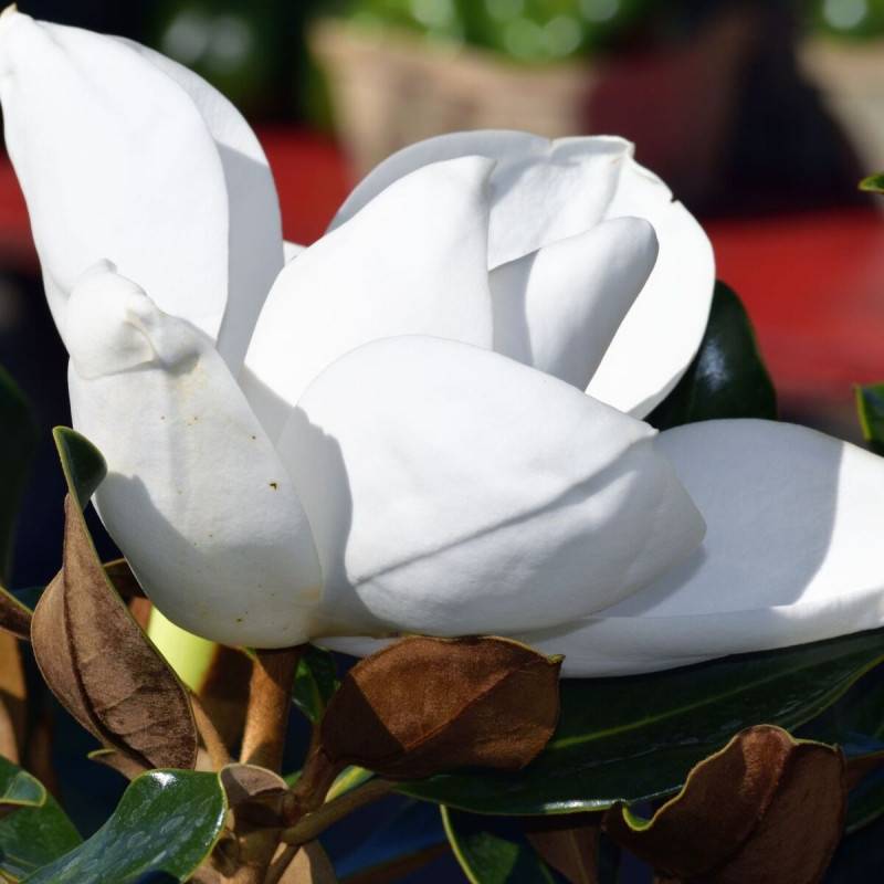 Magnolia à grandes fleurs Galissoniensis, Magnolia persistant à fleurs Blanche - feuillage Persistant - Pot de 7,5L - 80/100 cm-  hauteur à maturité D - Image 5