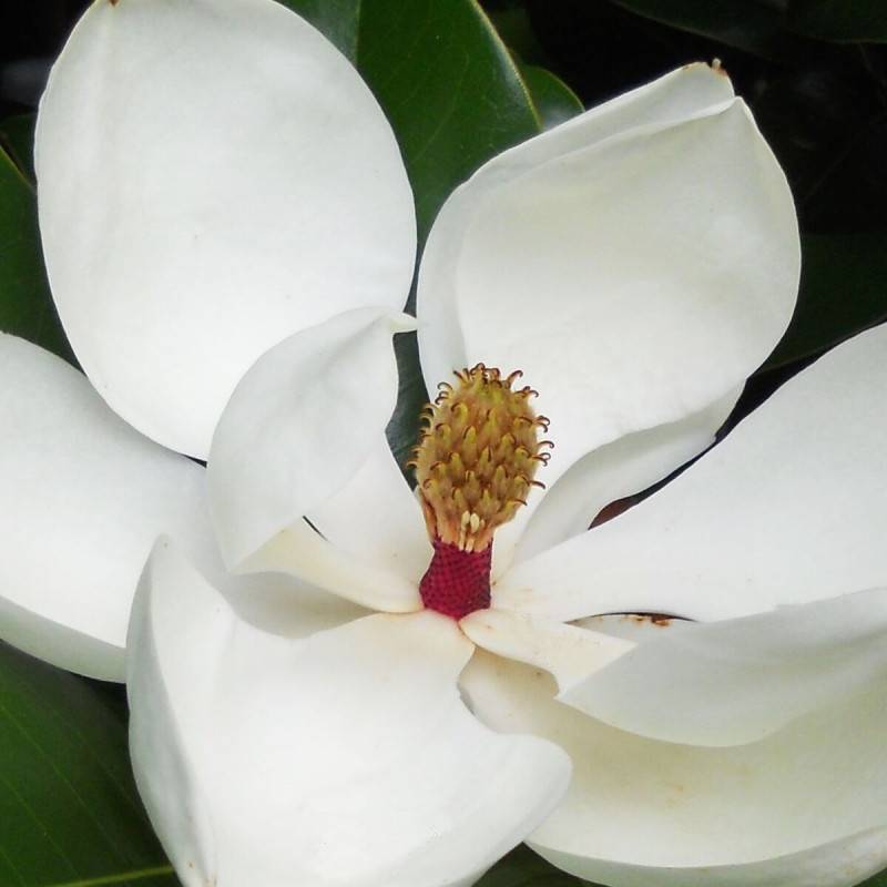 Magnolia à grandes fleurs Galissoniensis, Magnolia persistant à fleurs Blanche - feuillage Persistant - Pot de 7,5L - 80/100 cm-  hauteur à maturité D - Image 1