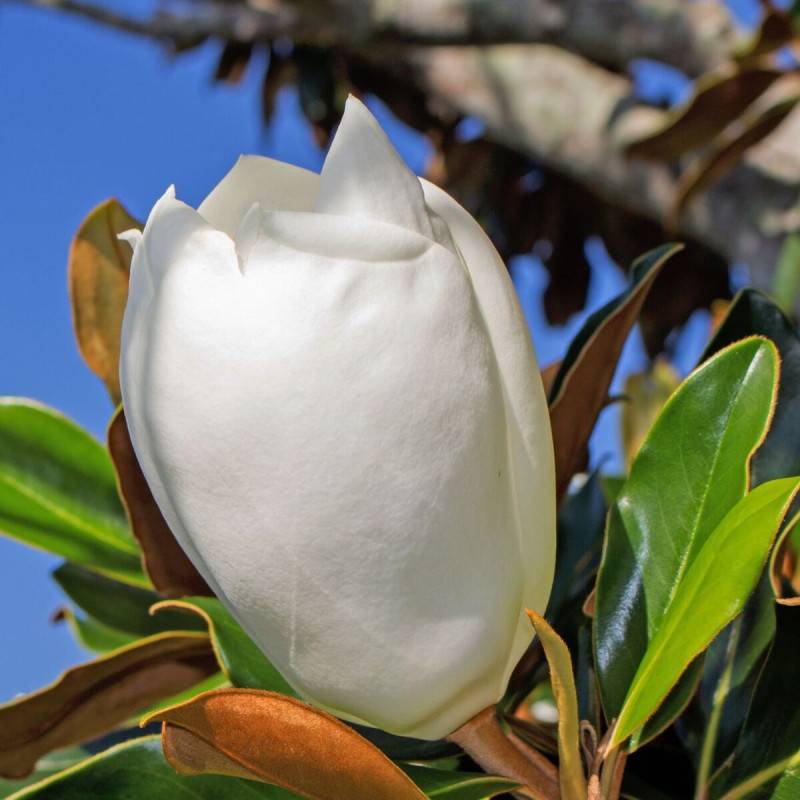 Magnolia à grandes fleurs Galissoniensis, Magnolia persistant à fleurs Blanche - feuillage Persistant - Pot de 7,5L - 80/100 cm-  hauteur à maturité D - Image 8