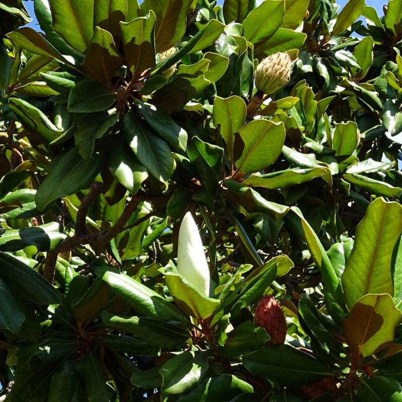 Magnolia à grandes fleurs Galissoniensis, Magnolia persistant à fleurs Blanche - feuillage Persistant - Pot de 7,5L - 80/100 cm-  hauteur à maturité D - Image 7