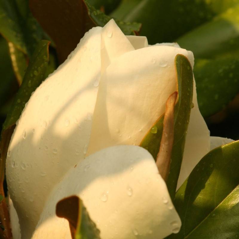 Magnolia à grandes fleurs Galissoniensis, Magnolia persistant à fleurs Blanche - feuillage Persistant - Pot de 7,5L - 80/100 cm-  hauteur à maturité D - Image 10