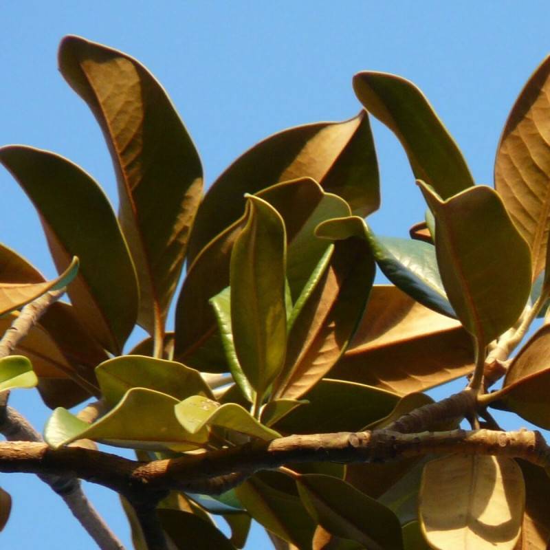 Magnolia à grandes fleurs Galissoniensis, Magnolia persistant à fleurs Blanche - feuillage Persistant - Pot de 7,5L - 80/100 cm-  hauteur à maturité D - Image 6