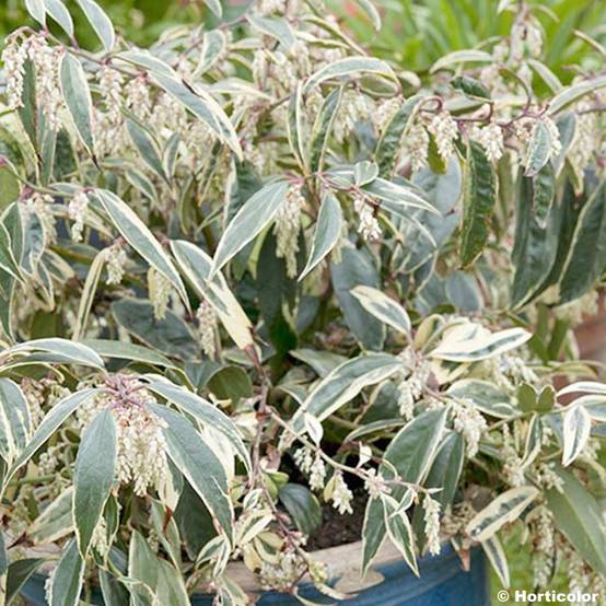 Promesse de Fleurs - Leucothoe fontanesiana Whitewater Pot de 4L/5L - Image 1