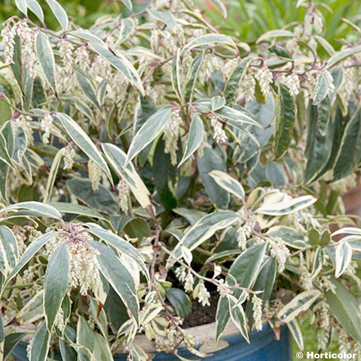 Promesse de Fleurs - Leucothoe fontanesiana Whitewater Pot de 4L/5L