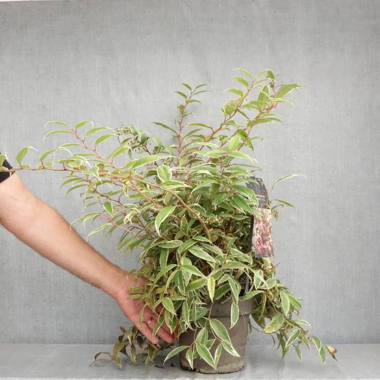 Promesse de Fleurs - Leucothoe fontanesiana Whitewater Pot de 4L/5L - Image 2