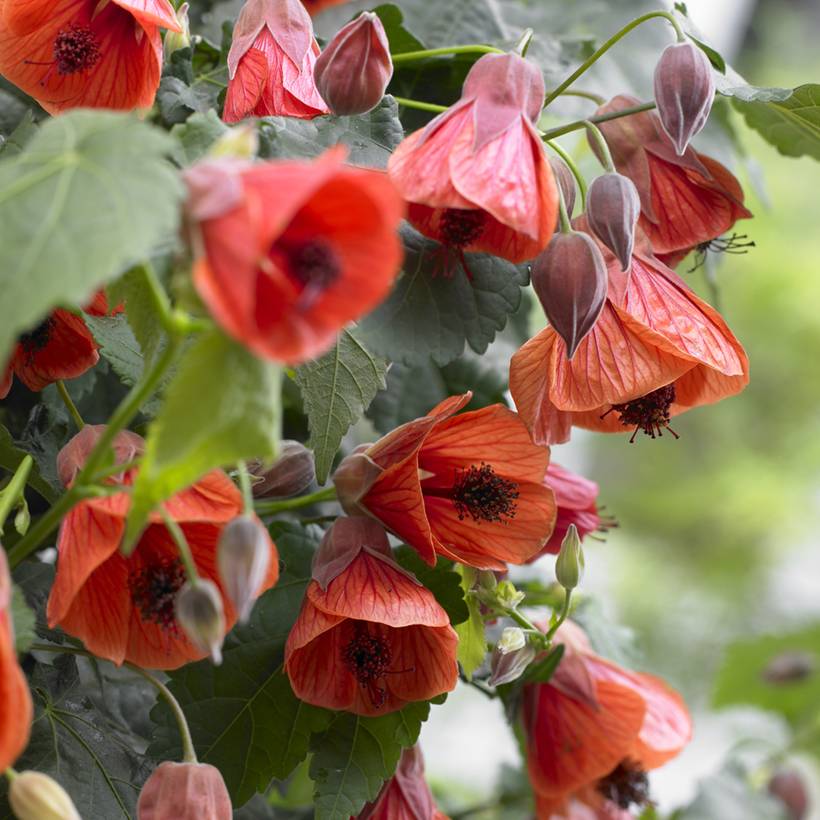 Promesse de Fleurs - Abutilon megapotanicum Red Trumpet - Abutilon du grand fleuve Godet de 8/9 cm