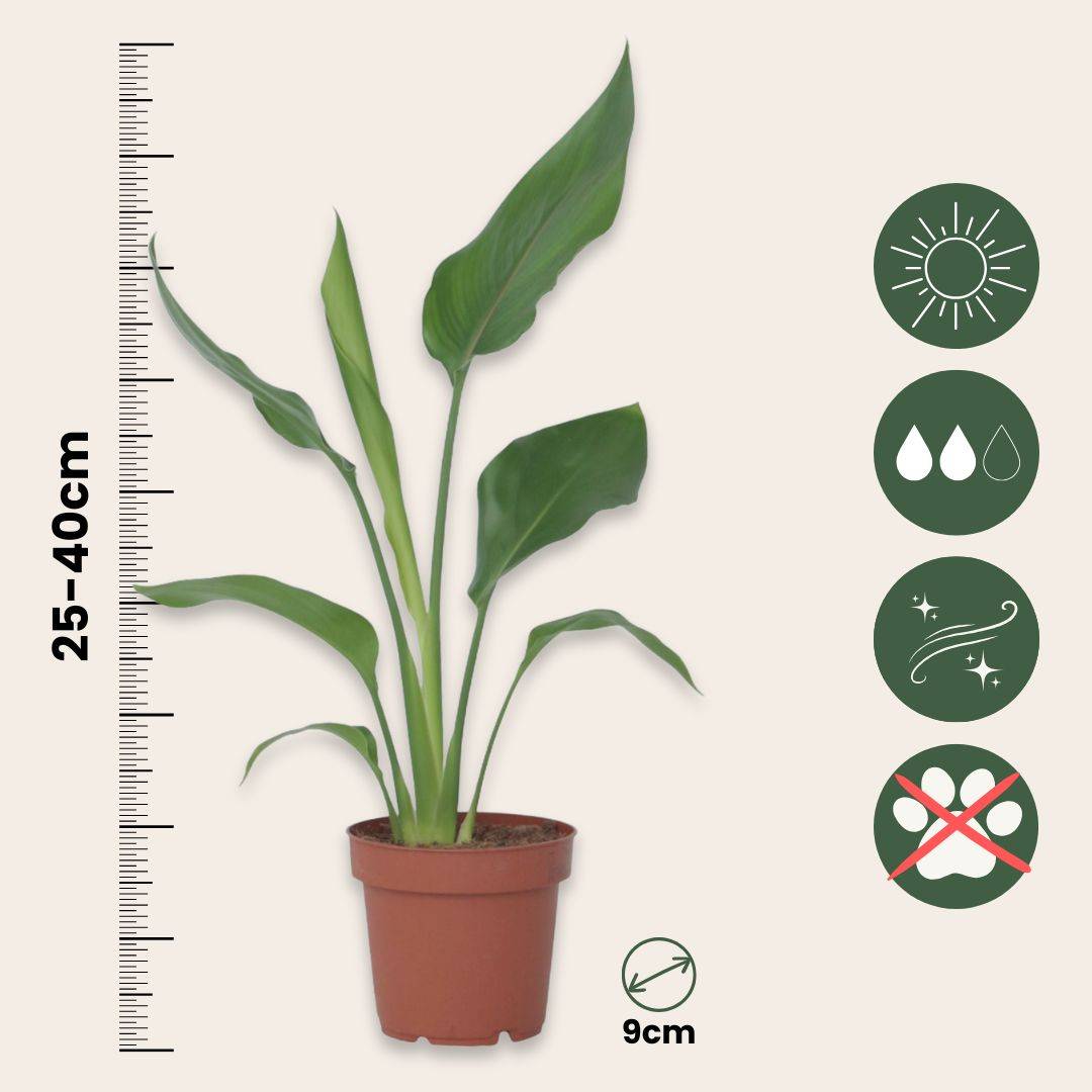 Oiseau de paradis - Strelitzia reginea - Hauteur 25-40cm - ⌀9cm - Image 6