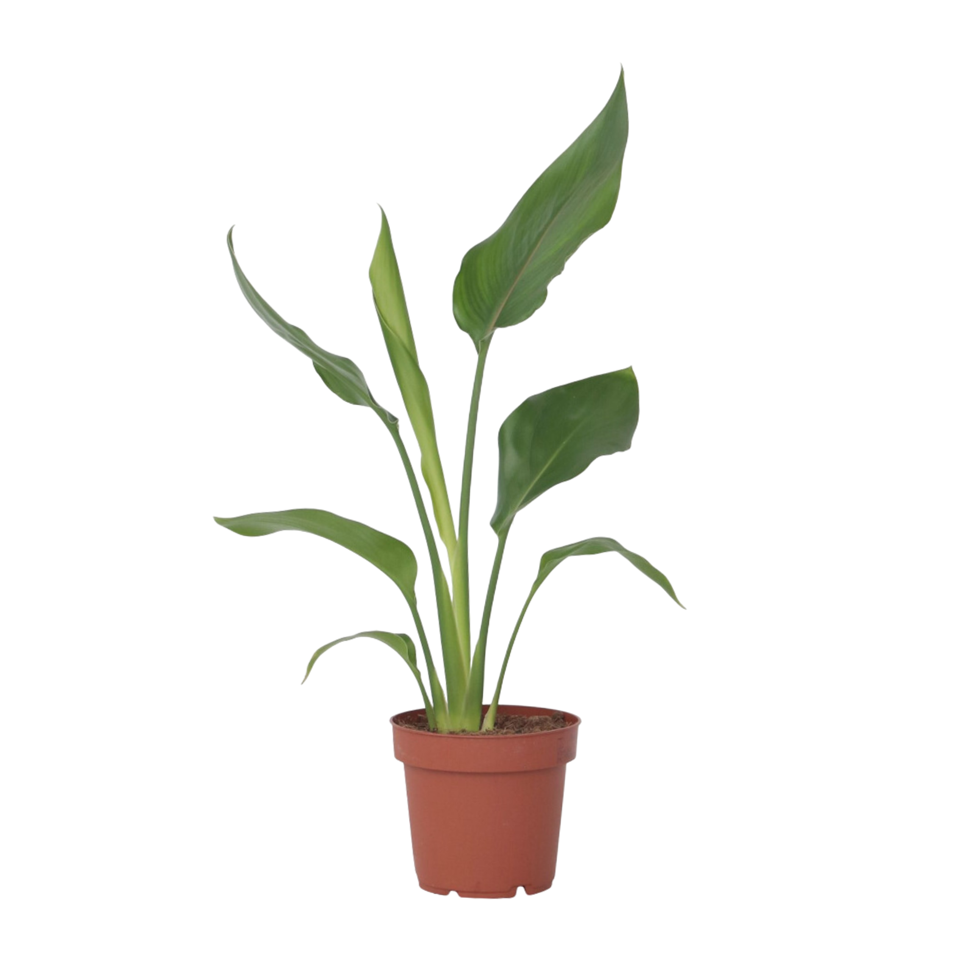 Oiseau de paradis - Strelitzia reginea - Hauteur 25-40cm - ⌀9cm - Image 1