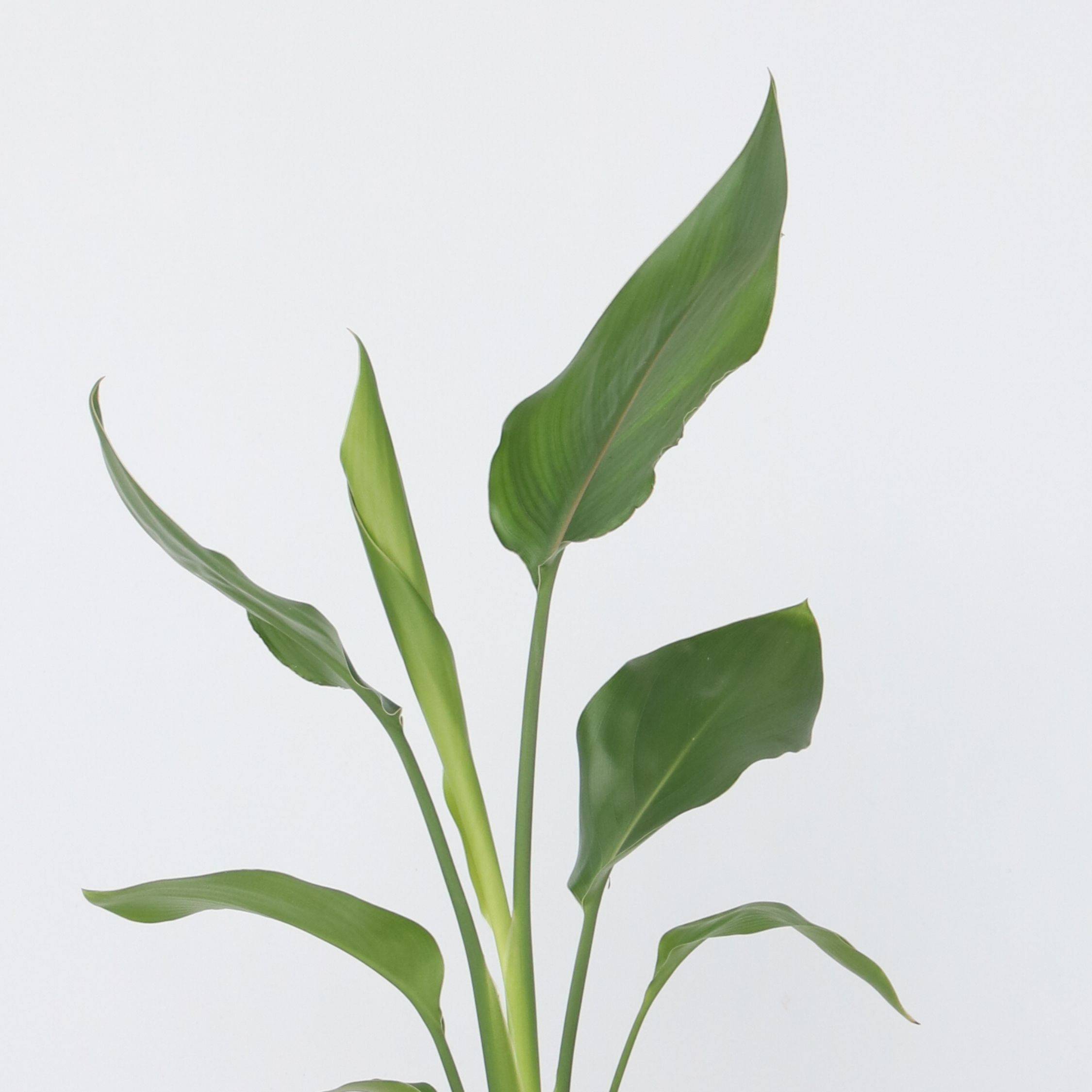 Oiseau de paradis - Strelitzia reginea - Hauteur 25-40cm - ⌀9cm - Image 4