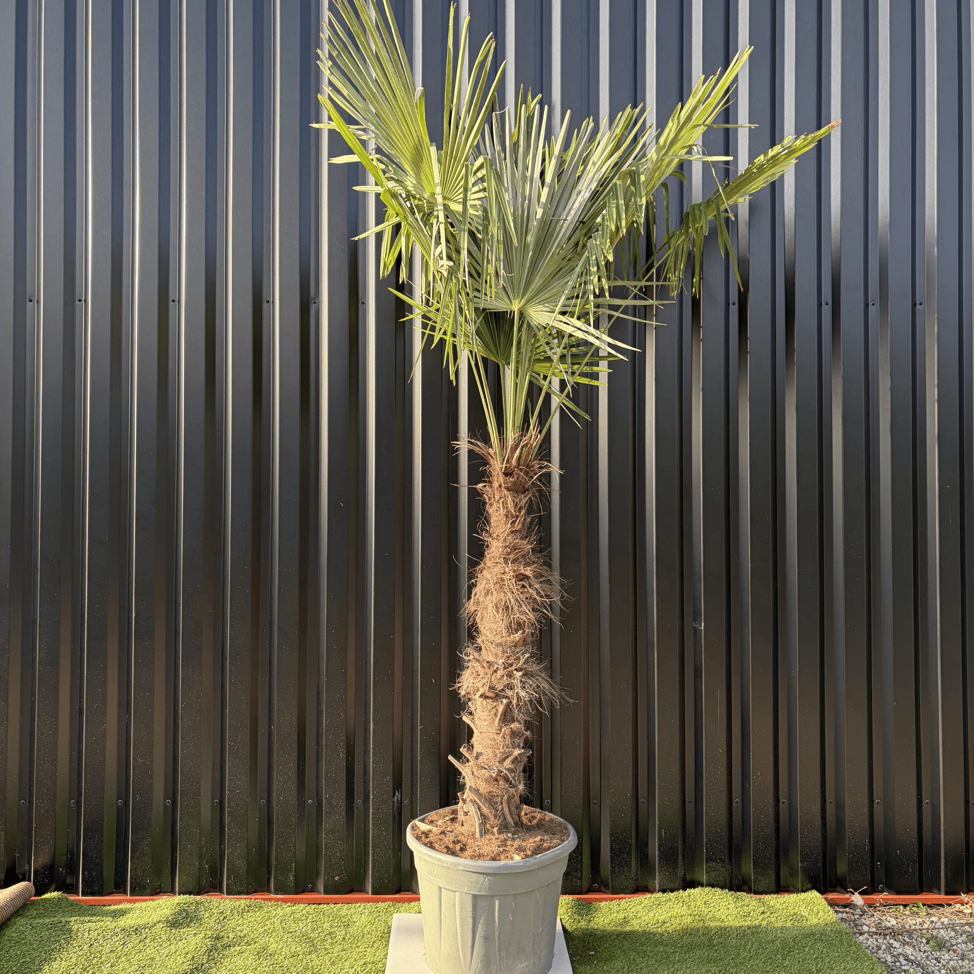 Palmier Trachycarpus Fortunei Tronc de 100/120 cm, H.240 cm - Image 1