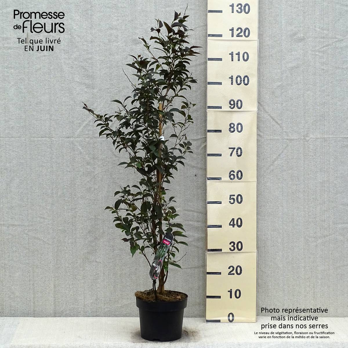 Styrax japonica Evening Light - Styrax japonais Pot de 3L/4L - Jardiland