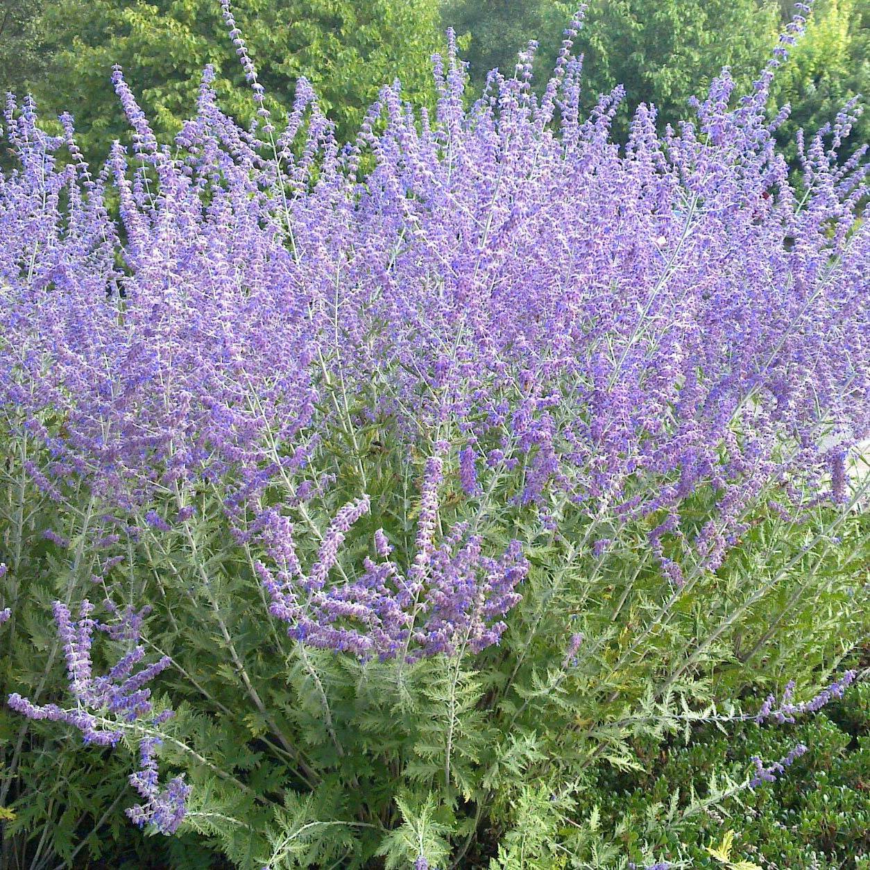 Promesse de Fleurs - Perovskia atriplicifolia Blue Spire - Sauge de Sibérie Pot de 2L/3L