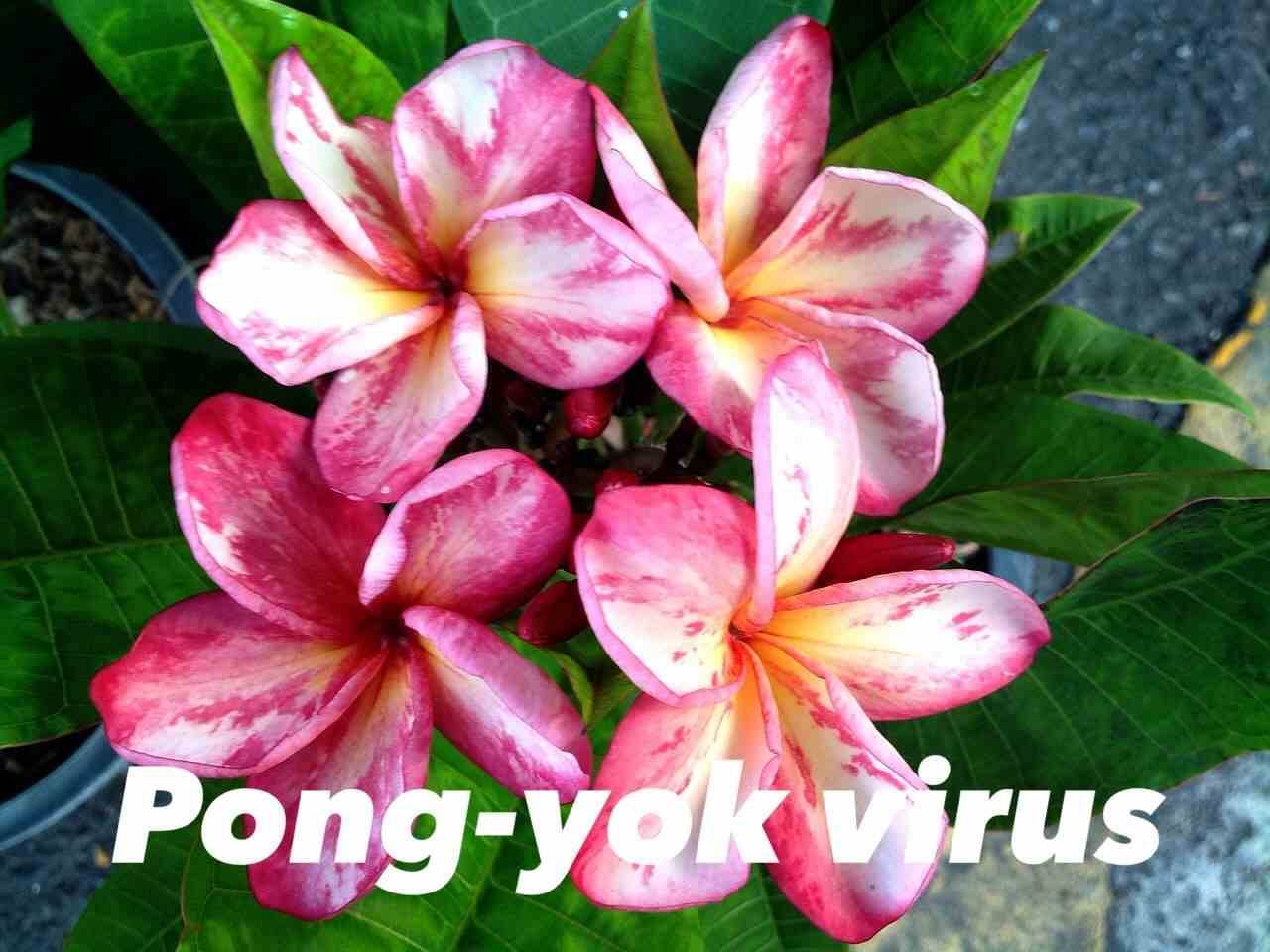 Sans Marque - Plumeria rubra "Virus Pong yok" (frangipanier) Taille:Pot de 2 litres ? 20/30 cm - Couleur floraison:Blanc/jaune/rose